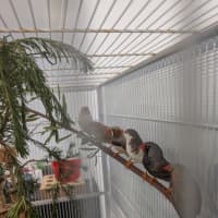 Photo of The Feathered Lucky Charms