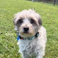 Photo of Bandit