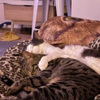 Photo of Taffy & Tiggy 