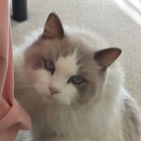 Photo of Milo