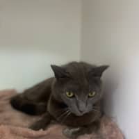 Photo of King Louie (0617)