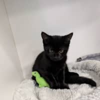 Photo of Hocus 