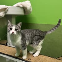 Photo of Whiskey