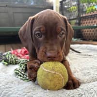 Photo of Daisy