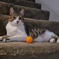 Photo of Flip