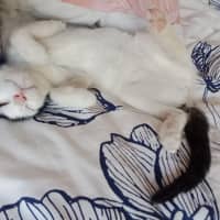 Photo of Rose