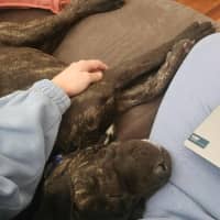 Photo of Sprout   9 Month Old Mastiff X