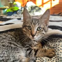 Photo of Bear *9 Lives Project Rescue*