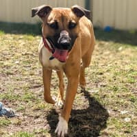 Photo of Piper