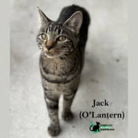 Photo of Jack O'lantern