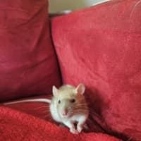 Photo of Rosie