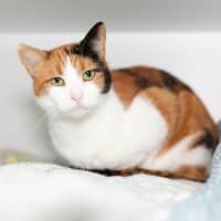 Photo of Peach