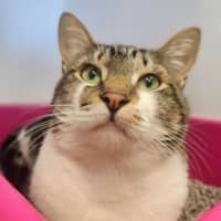 Photo of Dexter
