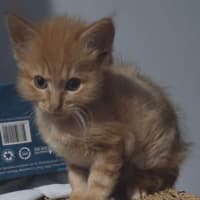 Photo of Qookie