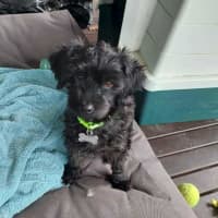 Photo of Mopsy