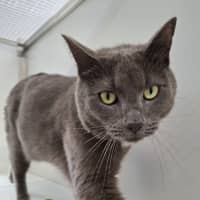 Photo of Bluey
