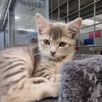 Photo of Crookshanks