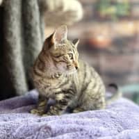 Photo of Buttercup   Meet Me At Ivanhoe East Vet Clinic