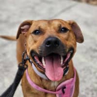 Photo of 🧅 Hollandaise 5770 🧅