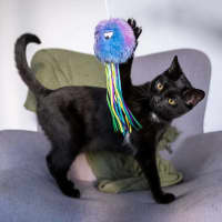 Photo of Olive