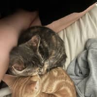 Photo of Purrl & Punchy! 