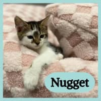 Photo of Nugget
