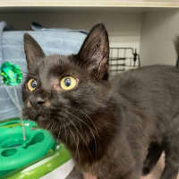 Photo of Trickle  Meet Me At Pe Tstock Milperra