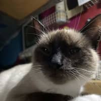 Photo of Lucky