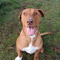 Photo of Stimpy