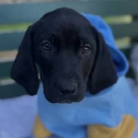 Photo of Fair Dinkum