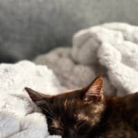 Photo of Willa