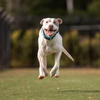 Photo of Noddy Imp 1103