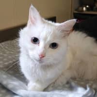 Photo of Elsa