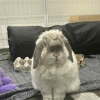 Photo of Gorgeous Milo