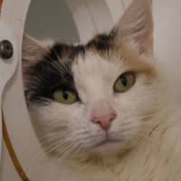 Photo of Bella