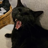 Photo of 🐾 Max 🐾