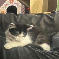 Photo of Sushi
