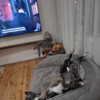 Photo of Maia, The Greyhound