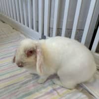 Photo of Minke