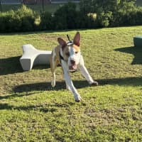 Photo of Boopington Mc Zoomie