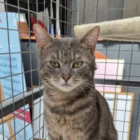 Photo of Bernie The 2nd **2nd Chance Cat Rescue**