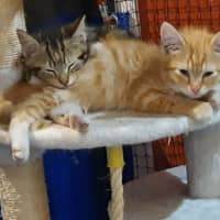 Photo of Lillee **2nd Chance Cat Rescue **