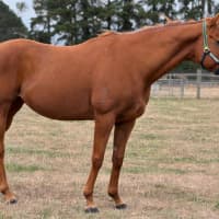 Photo of Miss Nibbles