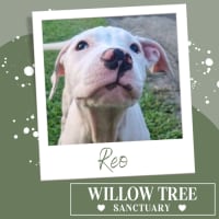 Photo of Reo