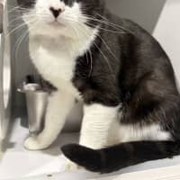Photo of Oreo