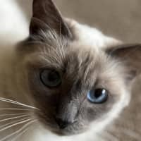 Photo of Lily