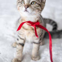 Photo of Almond