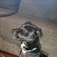 Photo of Oscar. (Mario)