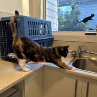 Photo of Sally   Now Available At Pet Quarters Glendale