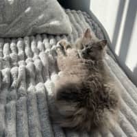 Photo of Willow